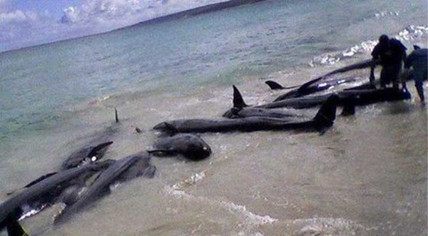 Whales and dolphins are known to strand due to sonar and seismic exploration. 